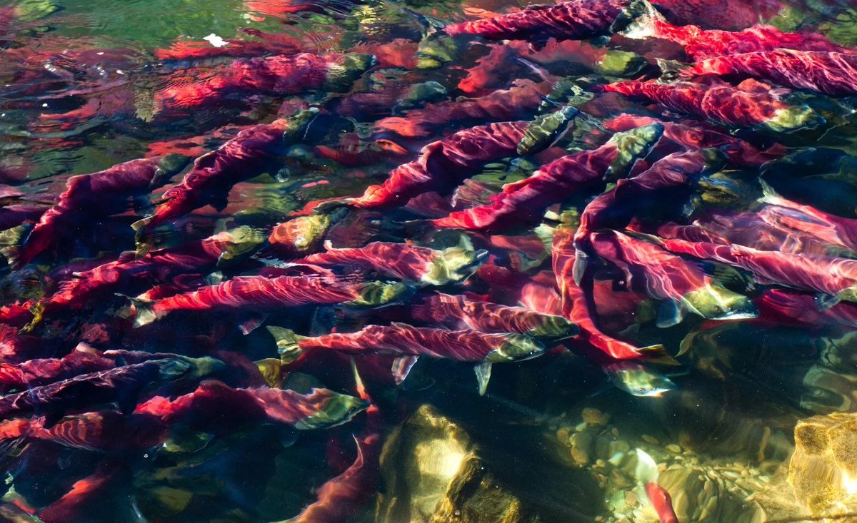 WATCH: Shocking video shows salmon almost boiled alive in heatwave hill.cm/FUrCB4S