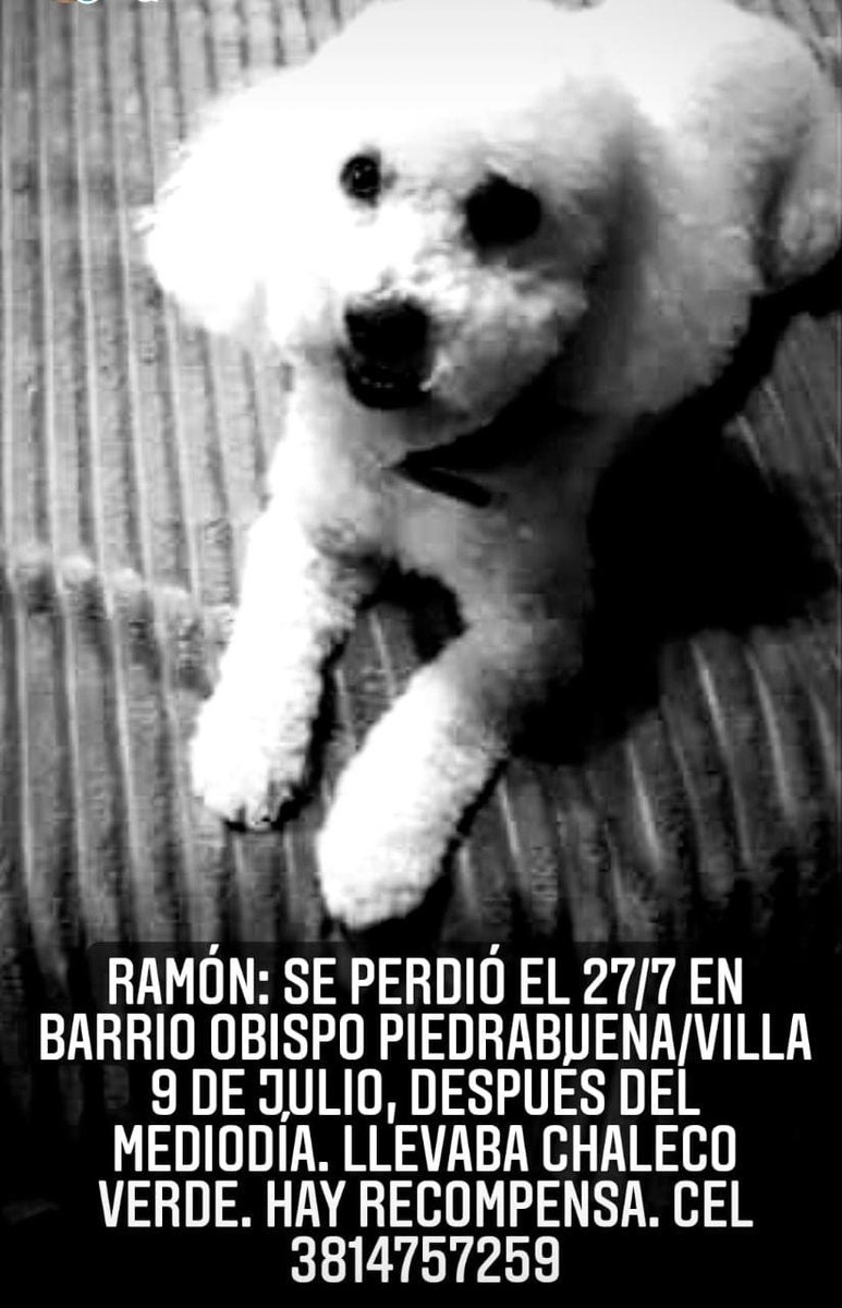 luismariaruiz's tweet photo. Se perdió Ramón. Hay recompensa. Porfa compartir 🙏🙏 #Tucumán https://t.co/TEl7a9ayJT