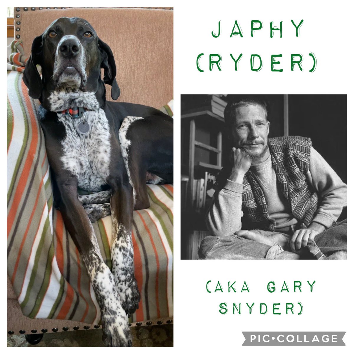 knordgre's tweet photo. @TGNordgren @duenord couldn’t help his English major self when naming our pup. As a free-spirited wandering stray, Japhy is named for a character (and real person) of similar nature in Kerouac’s The Dharma Bums. https://t.co/PTjXU9kGQh