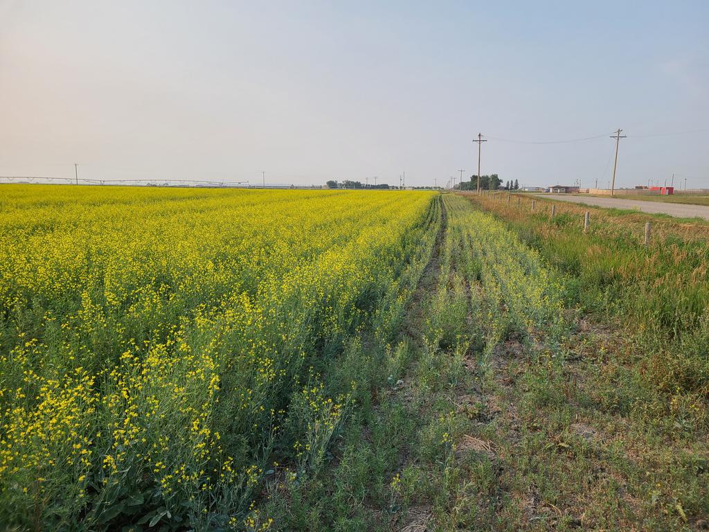 killerkencoles's tweet photo. Subsurface drip irrigation vs none. #stillpumping https://t.co/EqYBxhXhtT