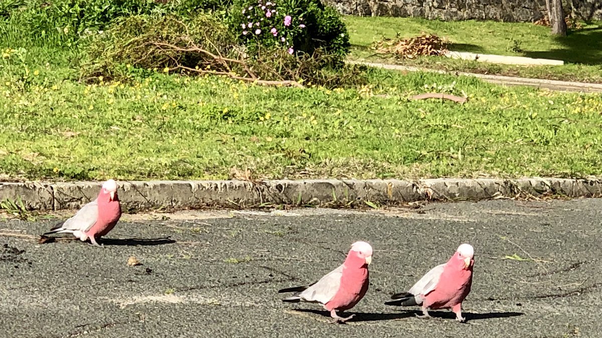 So I had my second #pfizer #jab yesterday at the #claremontshowgrounds Very #grateful Just as importantly I saw these guys at the show grounds, stepping out for some fun in smart #pink leggings @_erikaroper @ParrotOfTheDay #BirdsWithPants