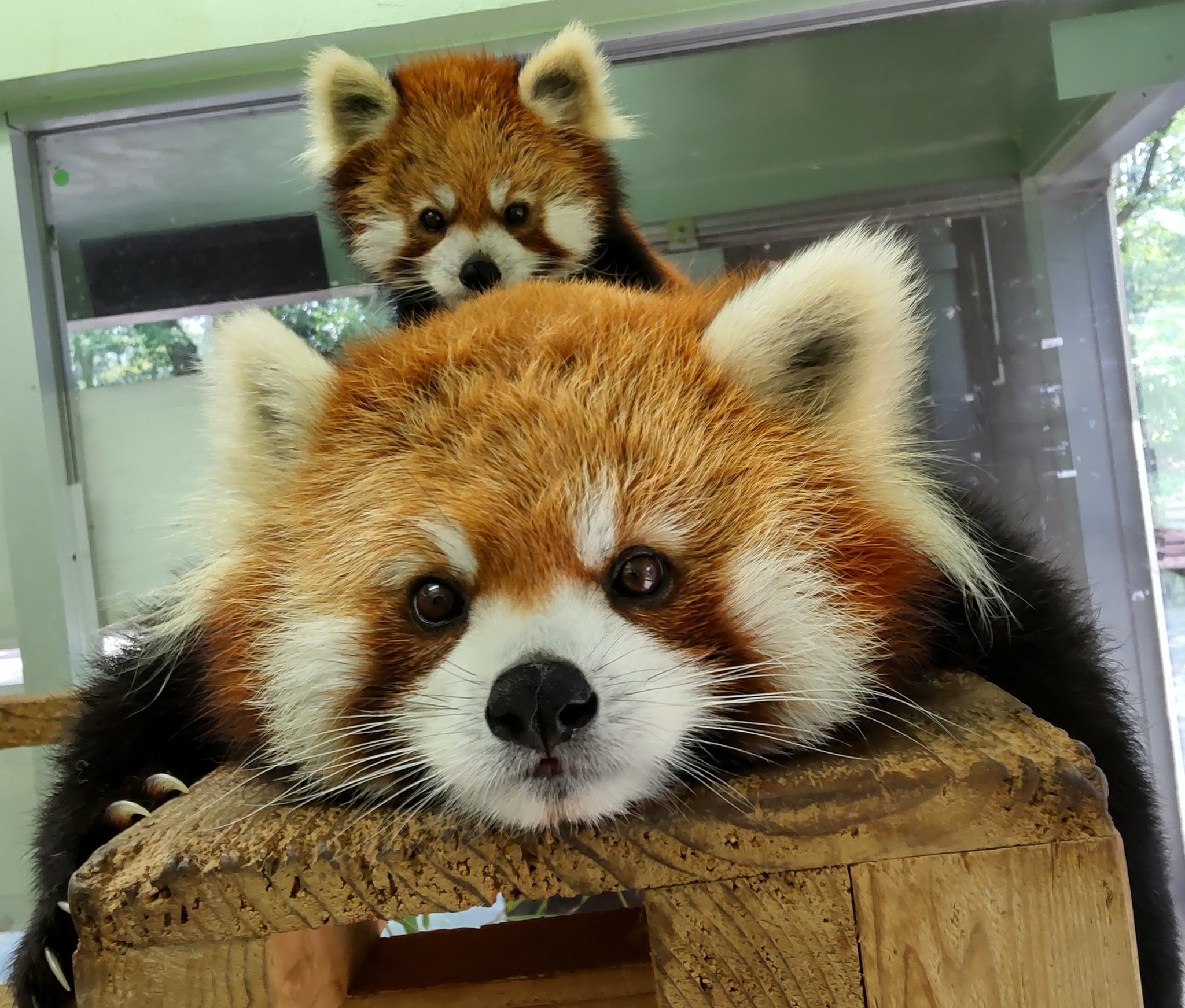 千葉市動物公園 公式 今日は閉園日でバンダさんものんびりしてまーす ゆうちゃんの耳が4つ いやいや メイメイさんもいますよ 飼育2 千葉市動物公園 レッサーパンダ T Co Ycwihxktak Twitter