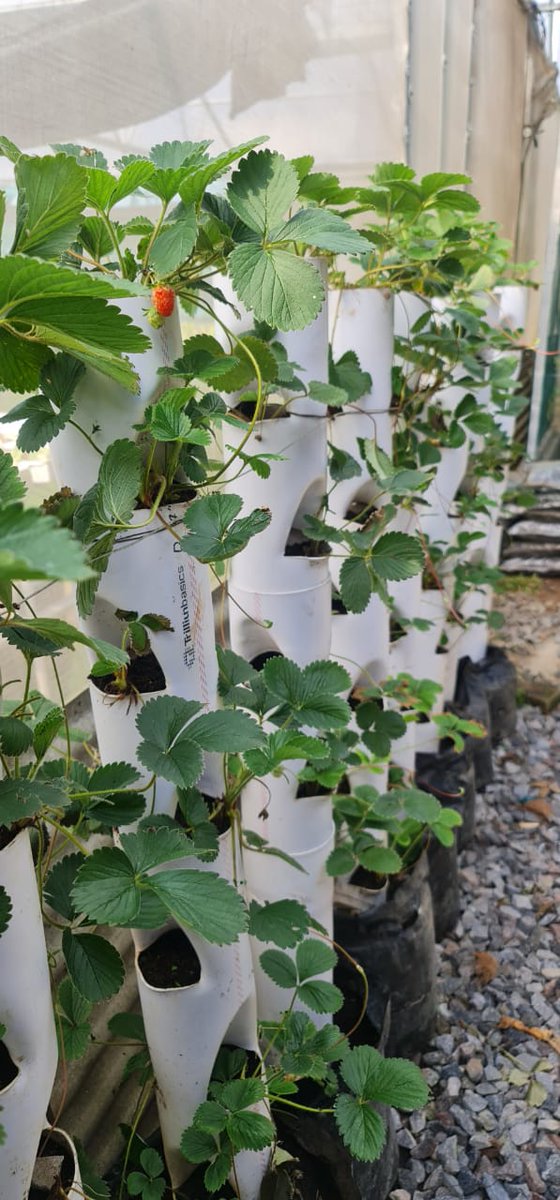 Petik stroberi di belakang rumah <a href="/rnc_py/">rina novi cahyani</a> Potnya vertikal, menghemat ruang alias tidak makan tempat. Enak, langsung dimakan, sehat, kaya vitamin C, dan nonpestisida hasil ngebon sendiri 💪👍