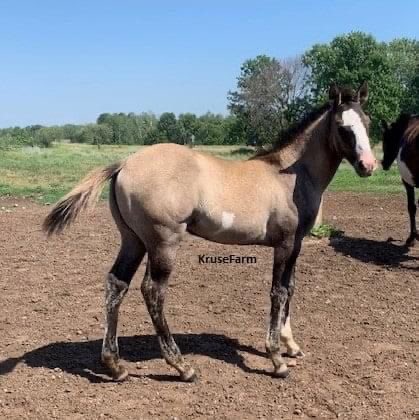 Honey (Honeys Calico Magic - APHA #1109971) is a grullo and white overo filly sired by Zips Classy Carbon and the dam is Black Magic Onyx LWR. Honey can be weaned in late August. <a href="/CircleEquine/">EquineCircle</a> <a href="/CircleGallop/">GallopCircle</a> <a href="/farm_kruse/">KruseFarm</a> <a href="/APHAnews/">American Paint Horse</a>