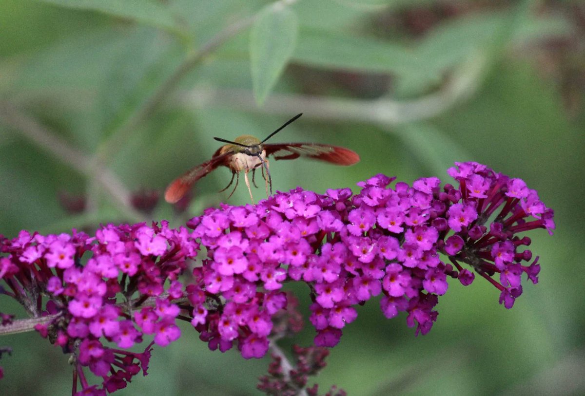 AbigailBarhors1's tweet photo. With the butterfly bush almost in full bloom, the #hummingbirdmoths are all over the place. #julybugchallenge #TwitterNatureCommunity #NaturePhotography #moths https://t.co/t0I7hKgH44