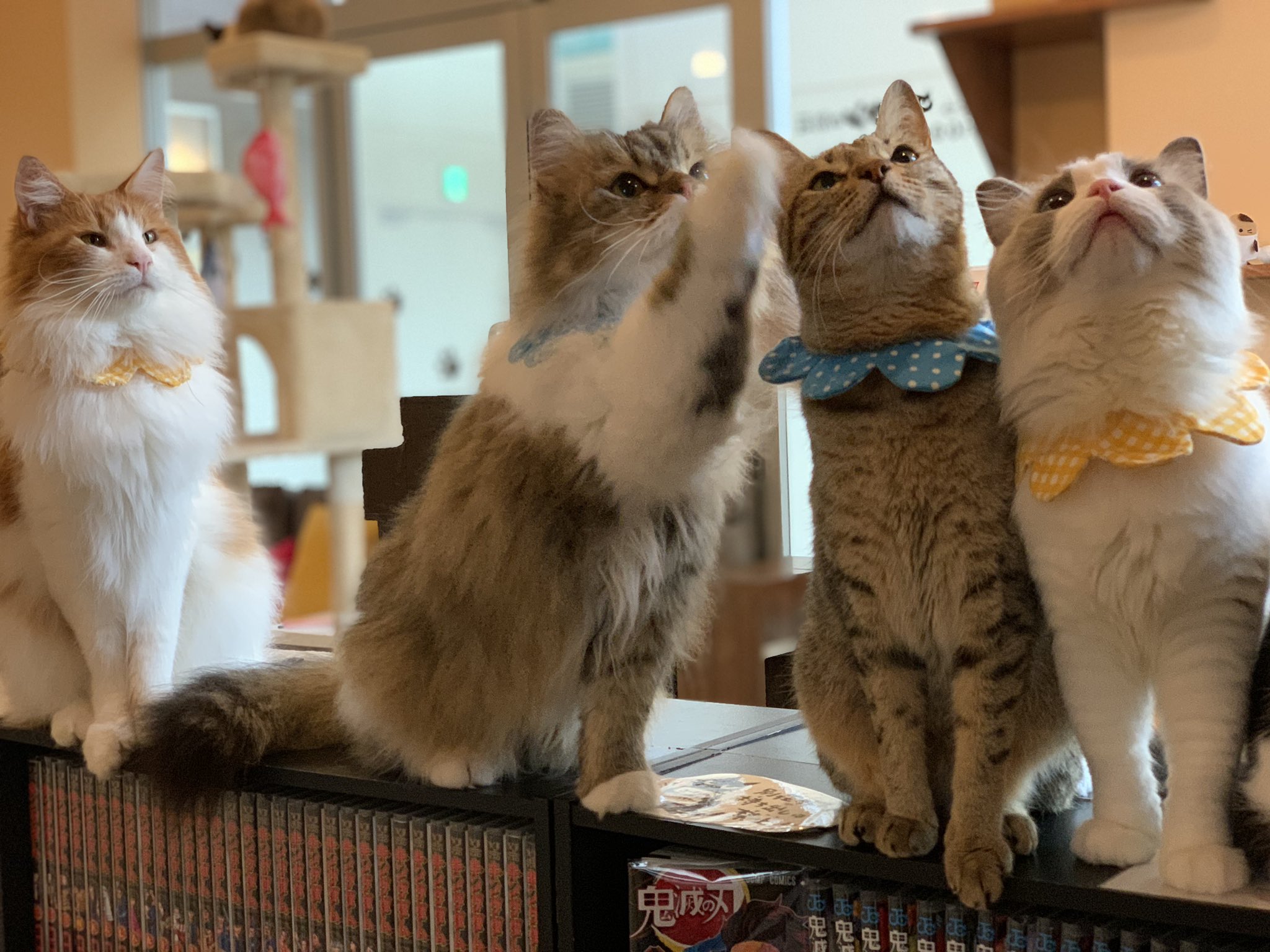 猫カフェ コックンの別荘 Cokkuncafe Twitter