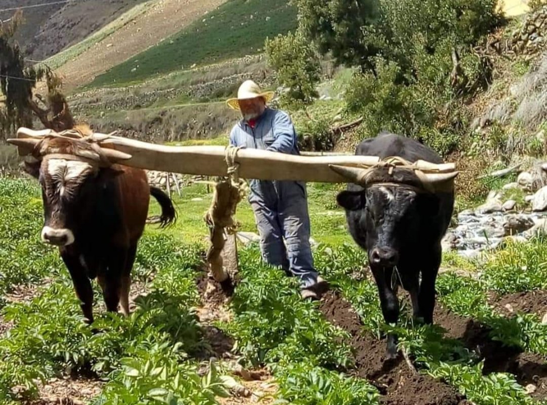 CARACAS - Todo sobre el virus chino - Página 15 E7WY6DYXoAIZcGA?format=jpg&name=medium