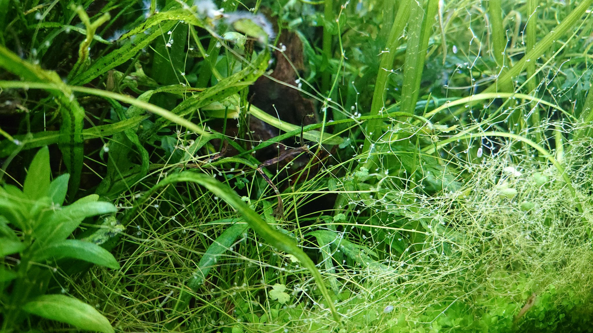 ヤントの水草 これは何 教えてくださいm M 右下から群生している節のあるアオミドロ のような ジャングル化したレッドビー水槽に繁殖し始めました T Co Jfxcpbactd Twitter
