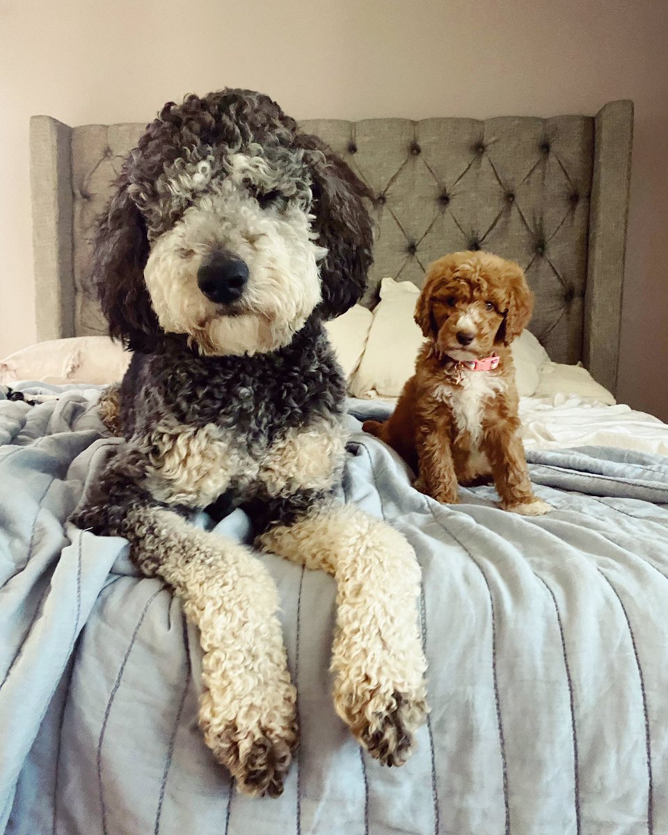 jacqlynb's tweet photo. Camera ready!! #Westminsterkennelclub #bestathomecontest #ozzyandlemmy #nonsporting #justcute https://t.co/HttuRXFVHL