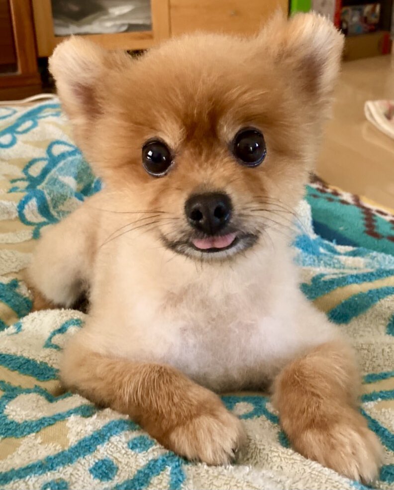 ポメ様♡14kgf ポメラニアン 麦(ムギ) (@sLZiGlwl0ikJoBi) / Posts / X