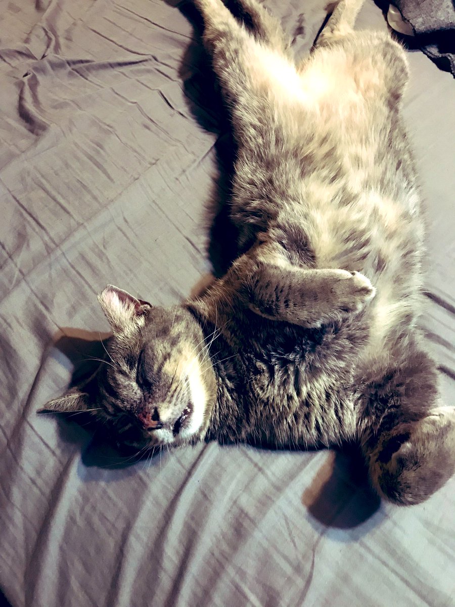 Max Power did not even attend #Pd2021 but is tuckered out anyway. #ApraPets