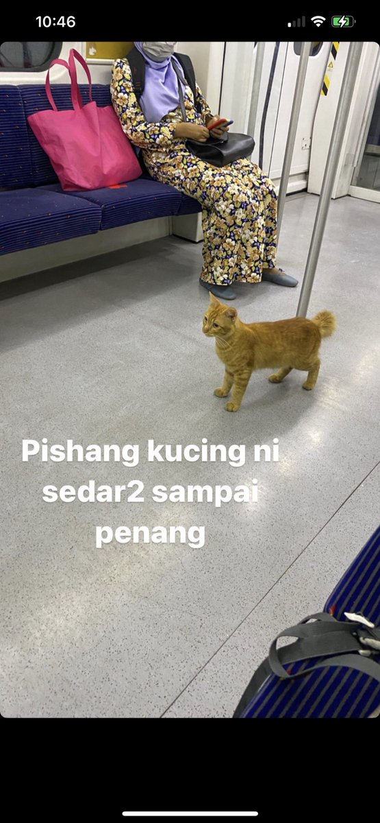 Kucing naik train dekat alor star. Next stop penang. AHAHAHAHAHAHAH.