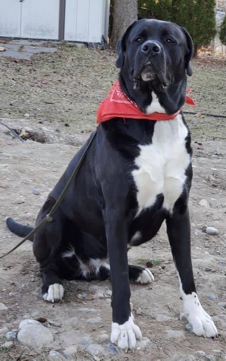 SasseeK's tweet image. #PVCastingCall2021 @petvalu Our calendar boy….Bear !?!  He’s 3.5 yrs old, very handsome, 152lbs of Doggy to 💙#newfieboxer #gentlegiant