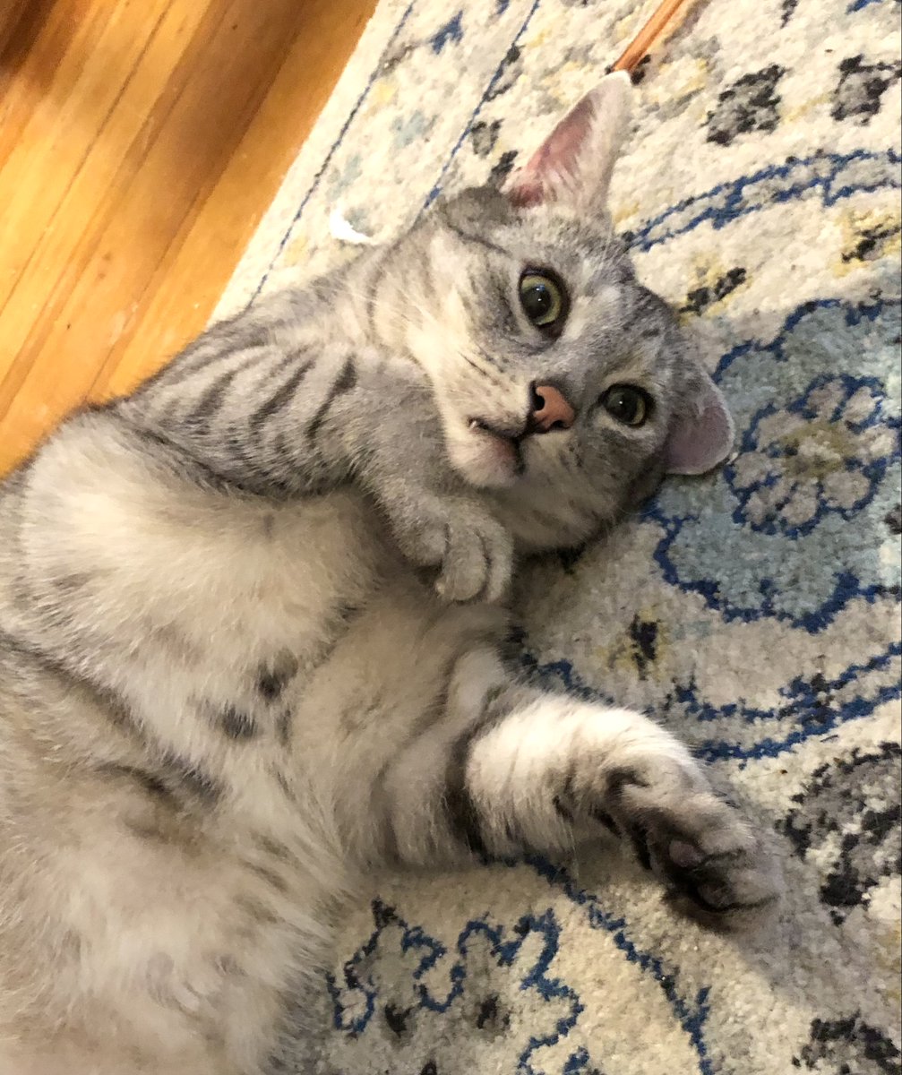 A chest-up view of a black-and-gray tabby lying on his side on a rug, with one ear folded under his head and one fang poking out of his mouth. 