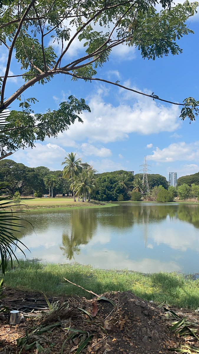 Golf in Darwin 🙌 nothing but green