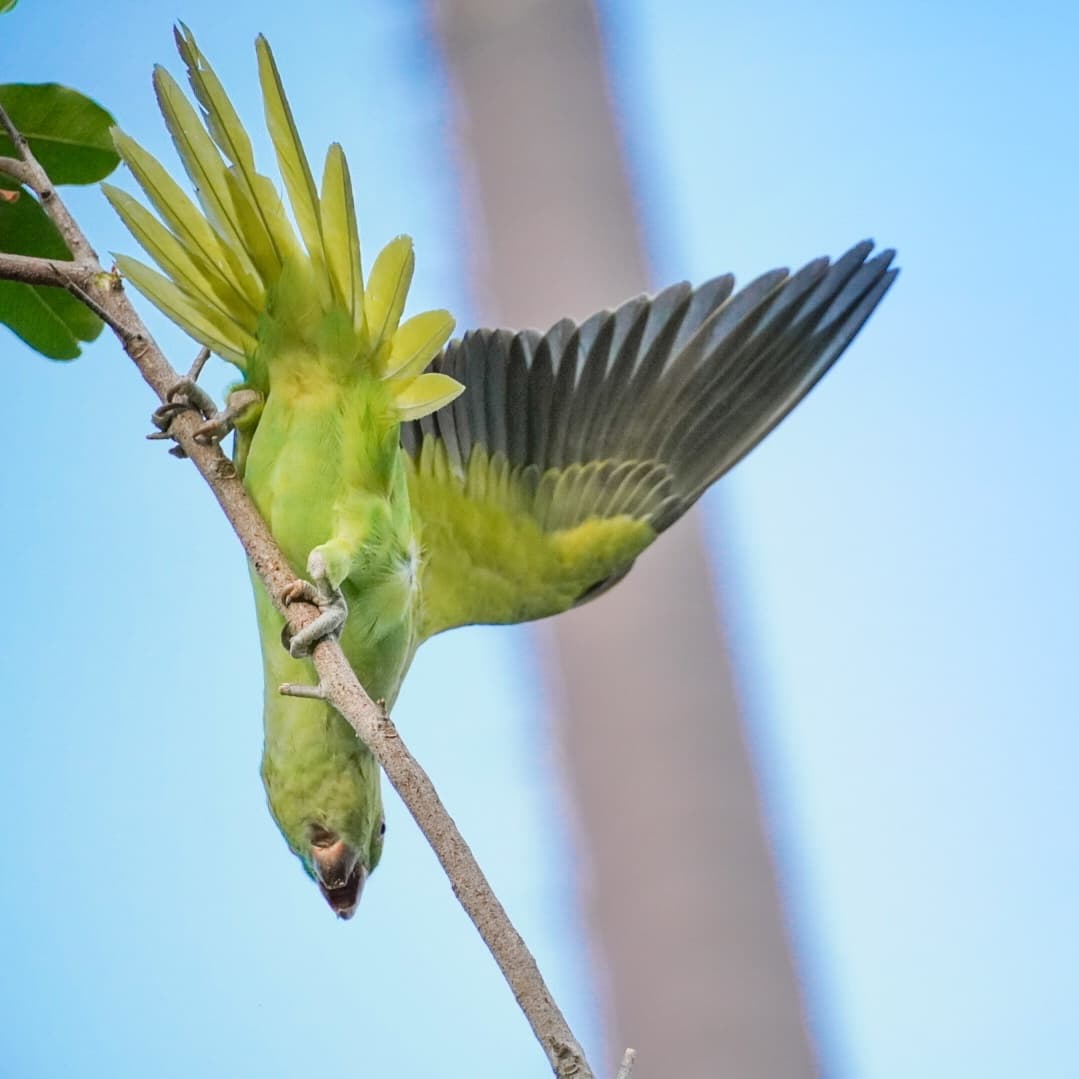 priyanshd2's tweet photo. Hey twitter, good morning. This one is total show-off. #ParakeetsOfIndia  #WorldParrotDay #IndiAves 
#ThePhotoHour
#birds
#birdwatching
#birdphotography
#birding
#NaturePhotography #BBCWildlifePOTD #TwitterNatureCommunity @ParveenKaswan
@Avibase https://t.co/NHJMDqRwQ5 https://t.co/9sX60ipwFO