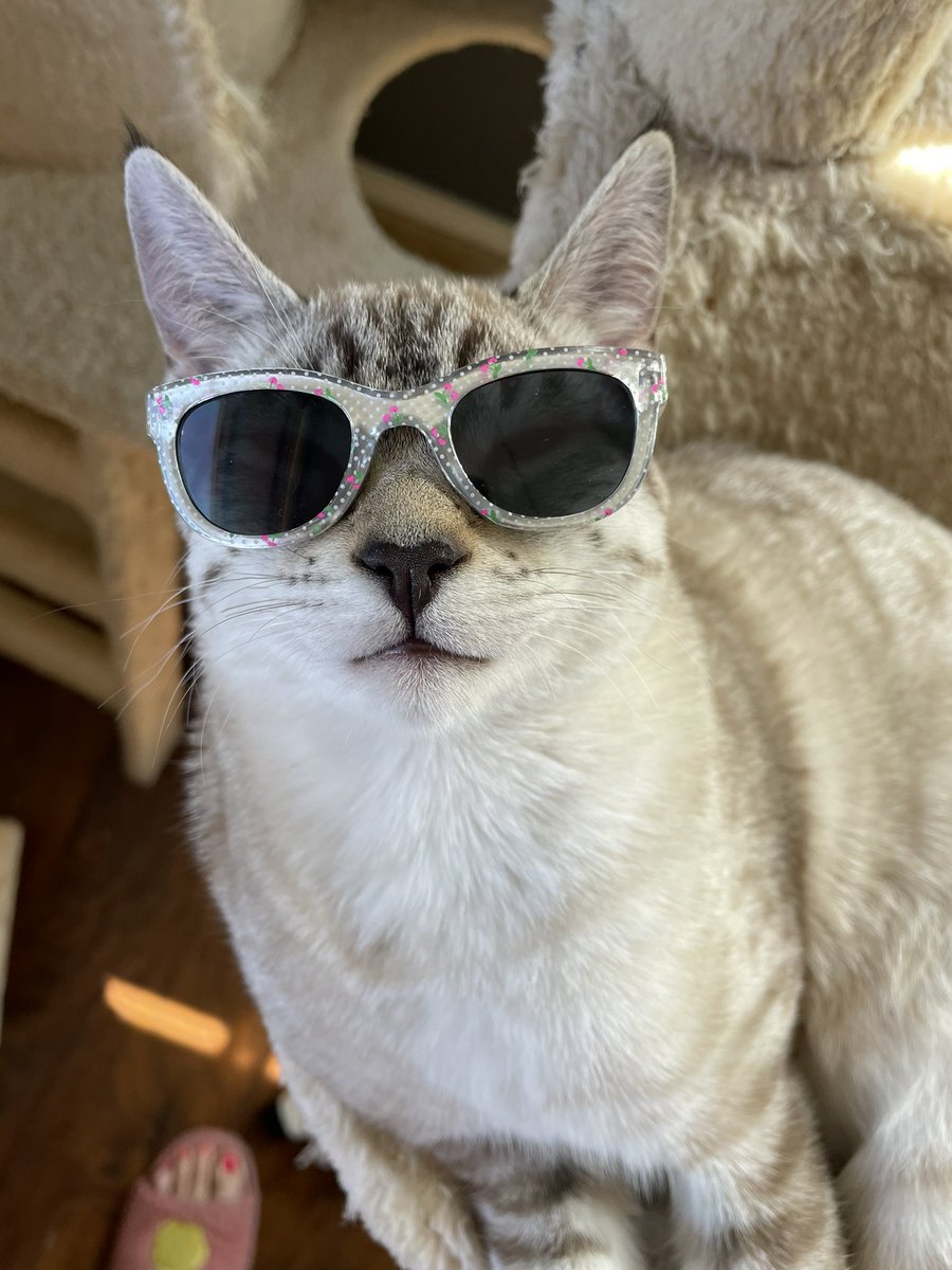 Hey @JustinTrengove, how’d your cat get to be so cool?