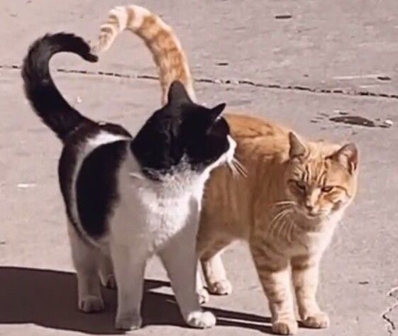 contents that ll heal your depression 🌻 (@catshealdeprsn) on Twitter photo 