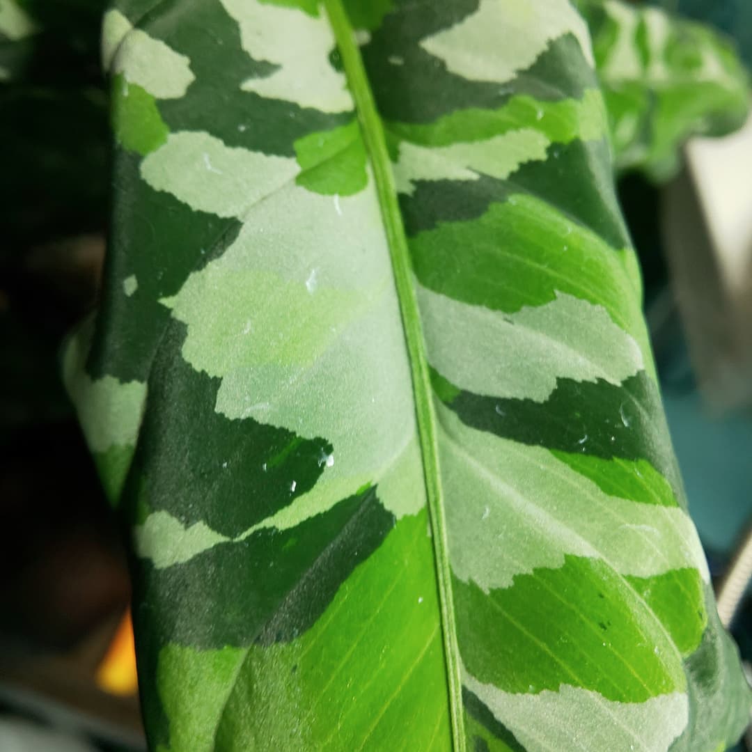 Tweets With Replies By 高級観葉植物 アグラオネマピクタムアンダマン普及協会 Andamanleaves Twitter