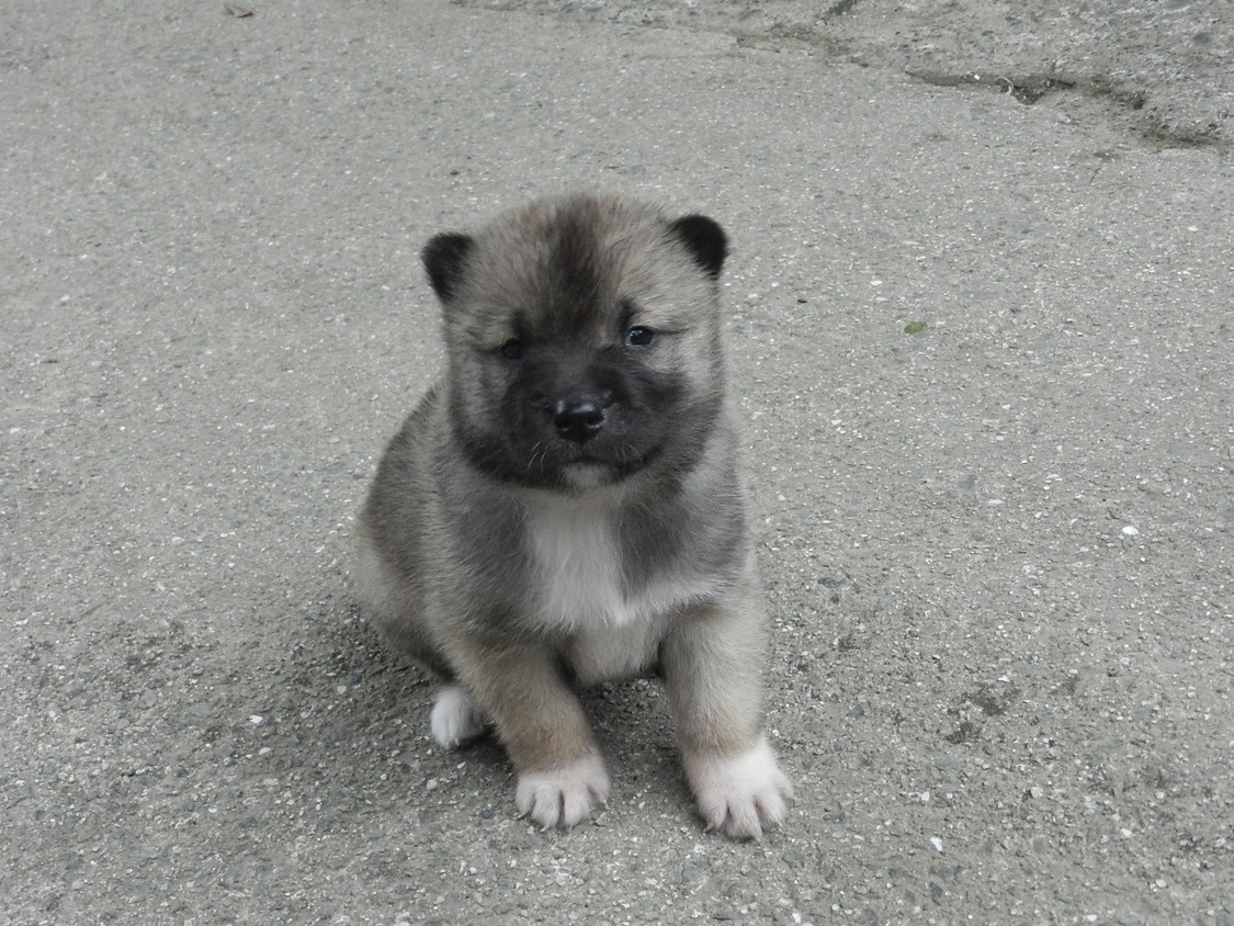 有色紀州犬