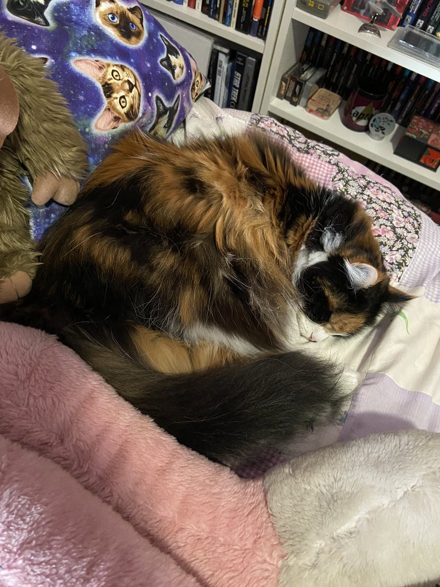 LibraryKitteh's tweet photo. Apparently my Zoom calls are a bit inconvenient for my fluffy colleague, Primula. How dare I interrupt her hard-earned nap! @UniofAdelaide #PetsofUofA #primula #wfh https://t.co/K7vMc2oOU1