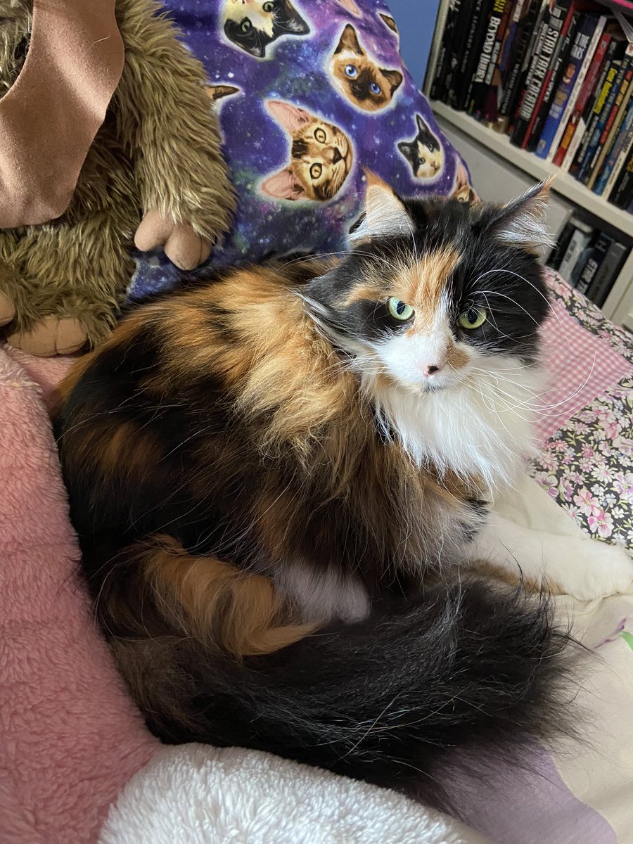 LibraryKitteh's tweet photo. Apparently my Zoom calls are a bit inconvenient for my fluffy colleague, Primula. How dare I interrupt her hard-earned nap! @UniofAdelaide #PetsofUofA #primula #wfh https://t.co/K7vMc2oOU1