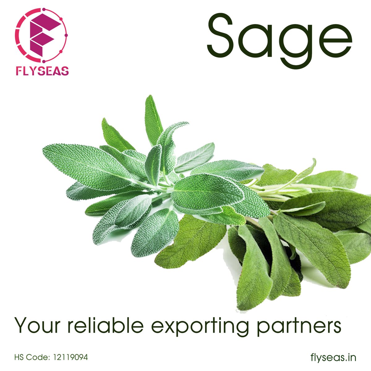 Flyseas1's tweet image. Sage is a staple herb that has a strong aroma and an earthy flavor. It is a powerhouse of nutrients and minerals. The Sage exporter in India exports huge quantities of the product to different regions of the world. 
#Sage #bestQualitySage  #SageExport #SageImport #SageFarm #food