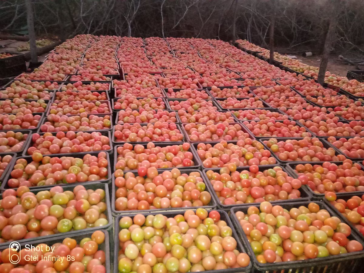 This produce will go for a song despite all the field hardships, frost inter alia. <a href="/basera_john/">John Basera</a> <a href="/PhiriDivah/">Divah Phiri</a> @CHatidani <a href="/munya_chichevo/">Munya Mudhumeni🇿🇼🇿🇦🇹🇿</a> <a href="/nickmangwana/">Nick Mangwana</a> .On positive note this points to growth in the sector ,supply shot up this year.