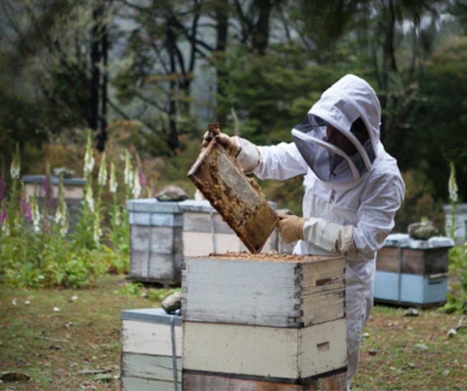 The ingredients we use in our drinks have a story of their own🐝 The Mānuka honey in our Hot Tonic is sourced exclusively by Bio Honey from 2nd or 3rd generation Beekeepers who hold old knowledge &amp; prioritise bees over profit 🍯