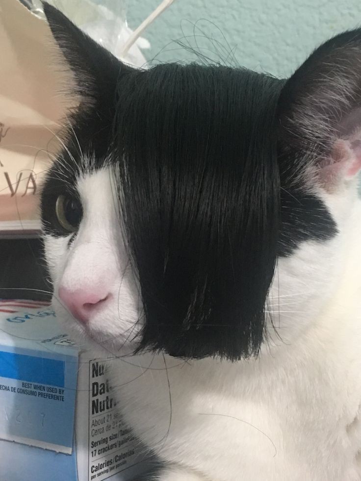 cliffkitten's tweet photo. mum it was never just a phase https://t.co/eeYZZECaYy
