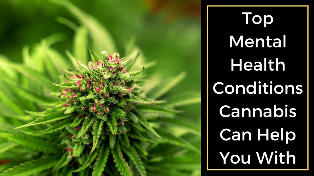 card_mmj's tweet photo. Well, if you have done some research on #cannabis, the above facts won’t seem at all surprising to you. After all, there are so many different #medical conditions cannabis can help you with, both physical as well as #psychological  

Read more visit: https://t.co/jmupFIR6yZ https://t.co/2LAnzoYsMc