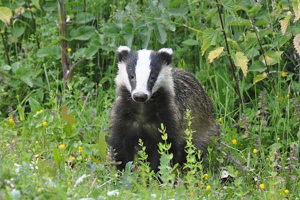 Dr. Jen Brewin, Science Writer for the GWCT, discusses news from the GWCT Scottish Demonstration Farm at Auchnerran who have recently reported this year’s unusually high rates of predation on lapwing nests by badgers.
gwct.org.uk/blogs/news/202…
