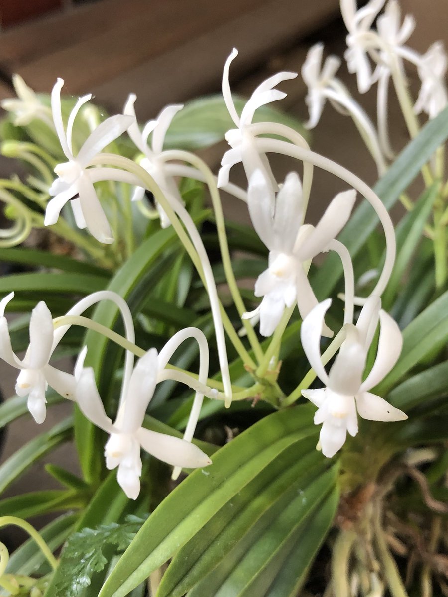 はちみつ アナスタシア Anastasiahoney5 Twitter