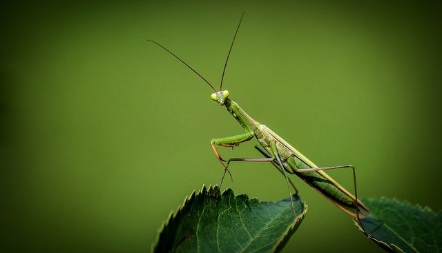 Cybershelp's tweet image. Praying Mantis APT targets Windows IIS web servers with deserialization exploits #Sygnia, #PrayingMantis, #WindowsIIS, #APT cybersecurity-help.cz/blog/2239.html