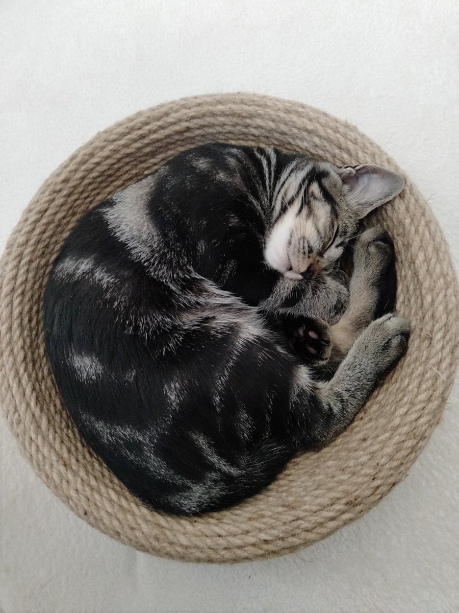 まんまるなつめ😴😴😴