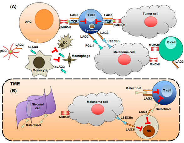 Лиганды ctla-4. Tumor microenvironment. Lag фаза. Pd1 рецептор. Lag imp7-l.