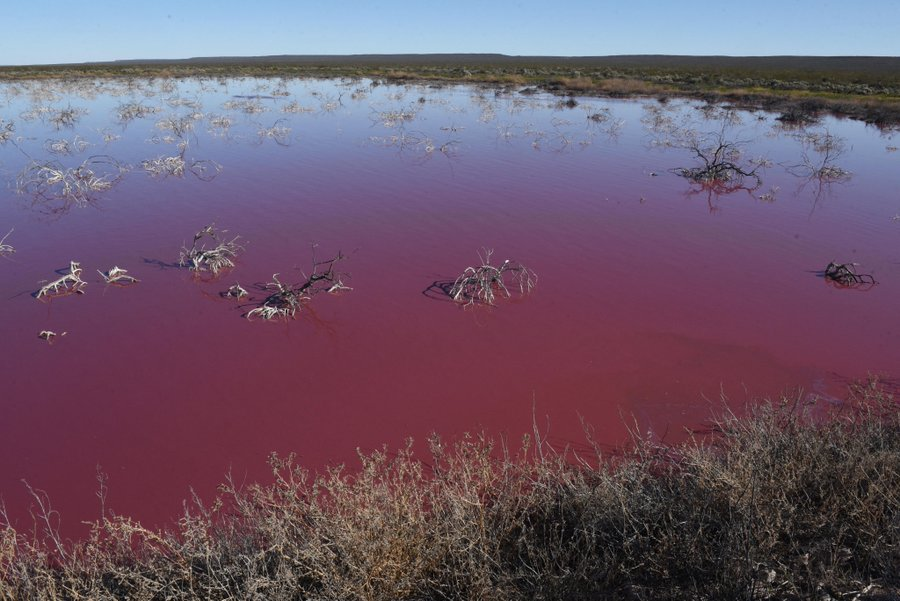 Водоем который окрашивается в нежно розовый цвет