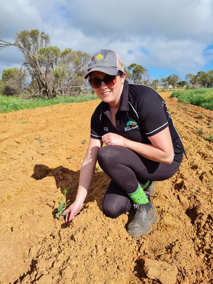 Little bit of tree planting happening over here. You'll see these beauties taking off around the Shire. <a href="/ChatfieldsTrees/">Chatfield's Tree Nursery</a>