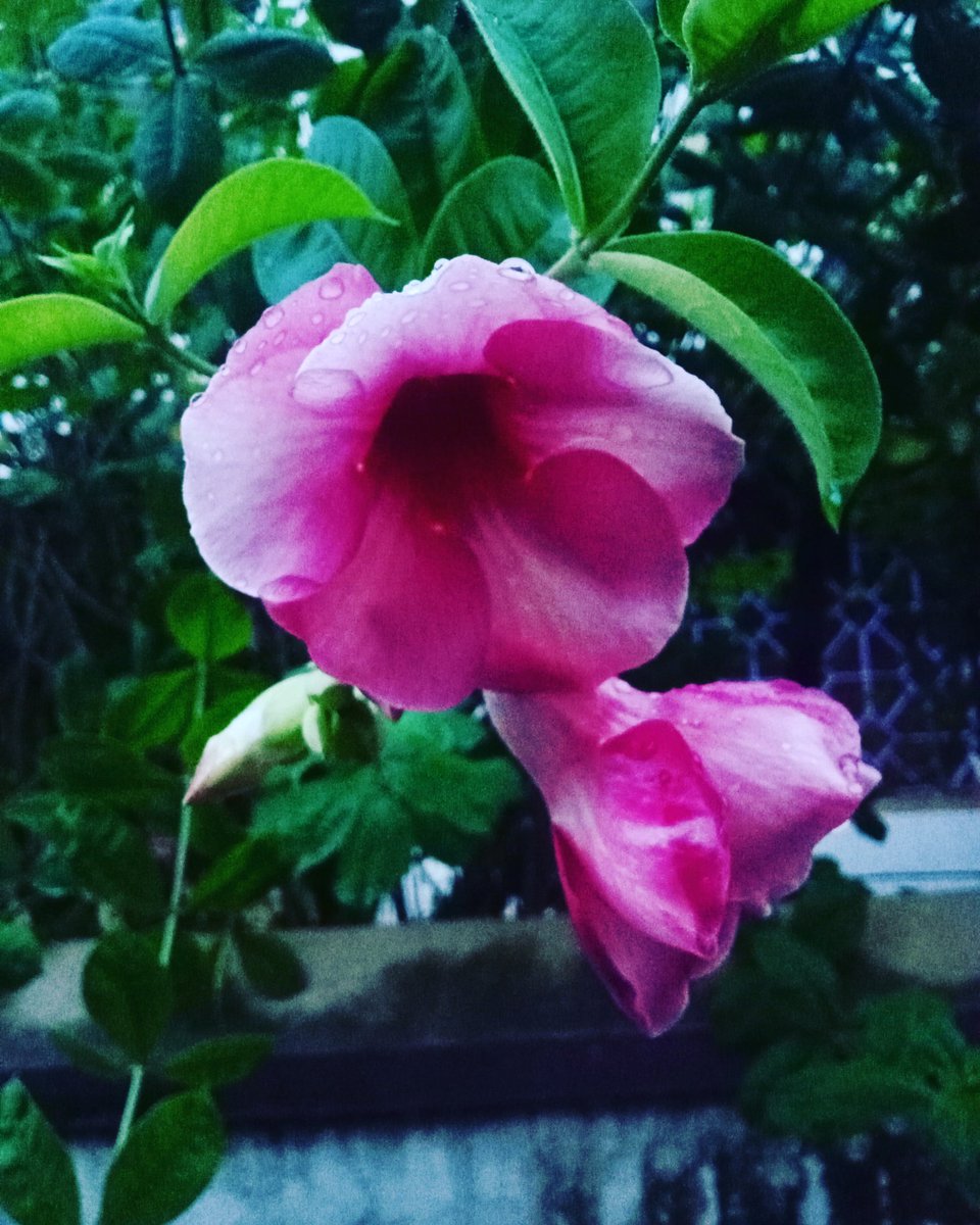 Mridanga12's tweet photo. New photoshoot
How is it ? ✨✨
.
#blogphotography #xhansenpantinaphotography #itsmorefuninthephilippines #naturephoto #naturelover💚 #lovenaturesbeauty #beautifulnature #beautifulnaturephotography #socialmediachallenge #virałpost #likemyposts #commentsme #shareposṭ https://t.co/Eu15Z7fVfT