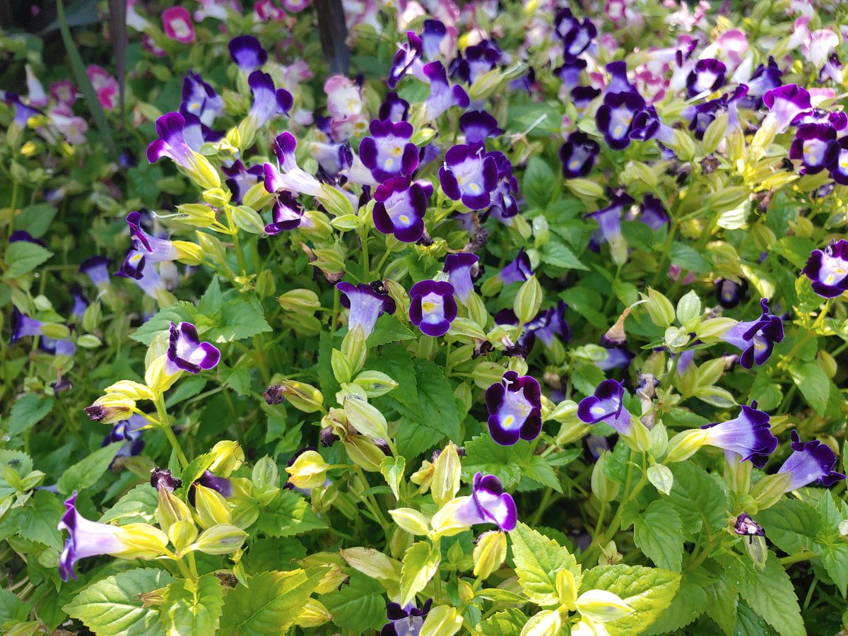 White (@eoskan44444) on Twitter photo 