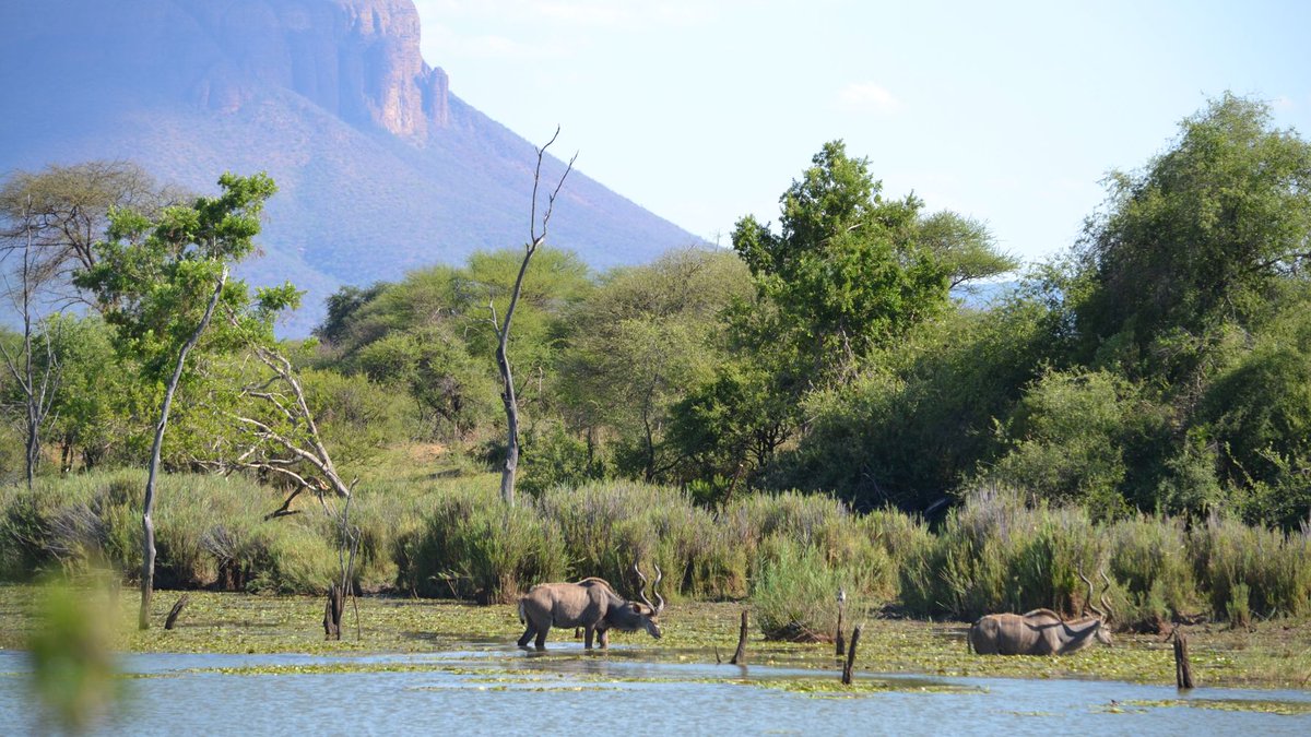 Kgabo_DeSpeaker's tweet photo. 🚨EXPLORE LIMPOPO🚨
Since we're at alert #level3, visit #MarakeleNationalPark for your dream adventure without any worry. It's at the heart of Waterberg District mountains, just 14.3km outside Thabazimbi.🇿🇦🤓🏞️ @golimpopo @Marakele_NP #GoLimpopo #LimpopoWildlife #UnlikeAnyOther https://t.co/8VWeaWe1hL