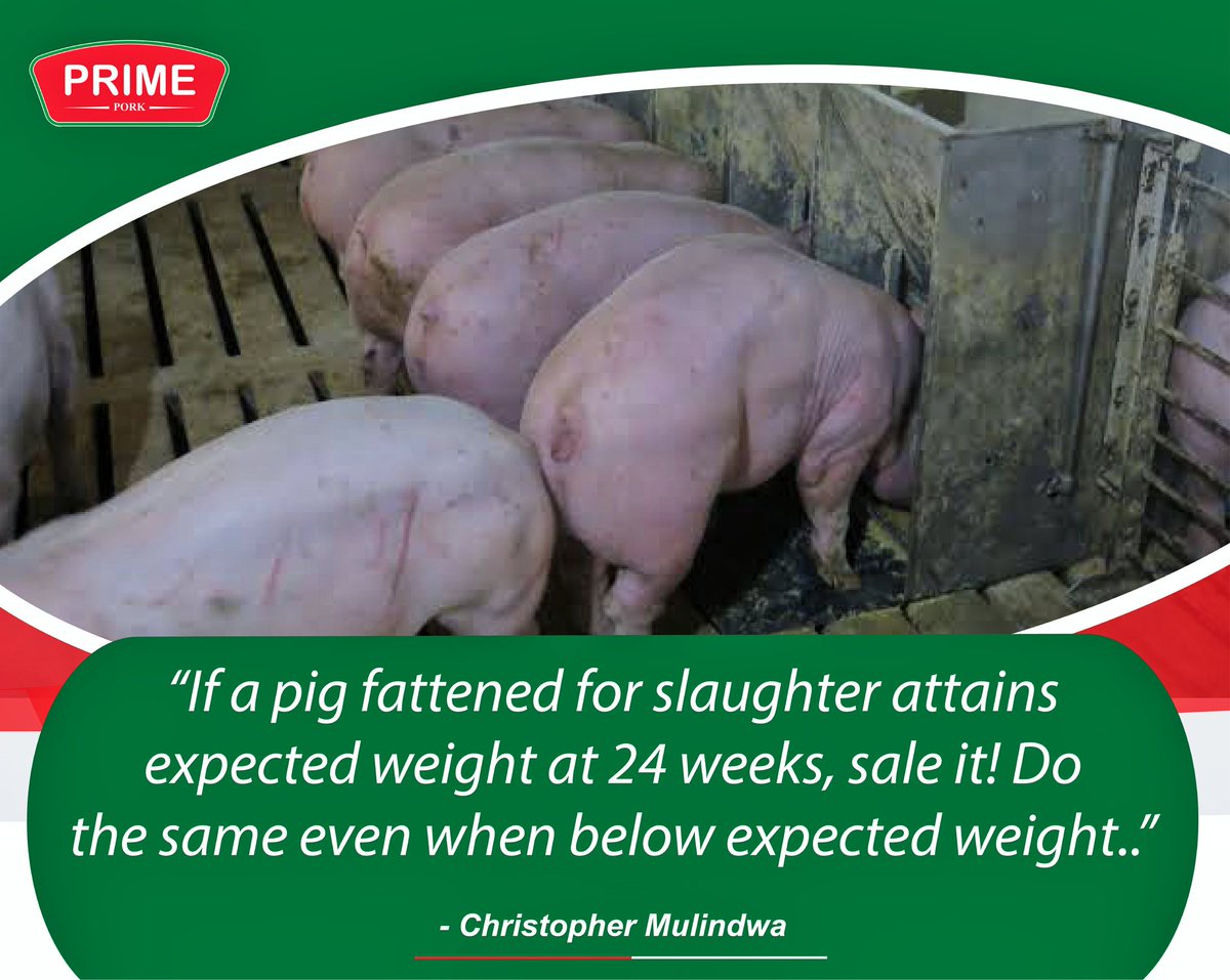 PRIME PORK (U) LTD tweet media