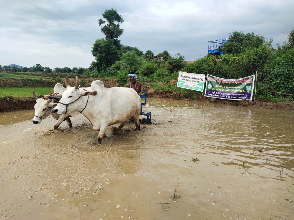harshatrust's tweet photo. #Puddling is a critical activity of #Paddy cultivation. The Bullock drawn #puddler demonstration in Bissamcuttack Block, #Rayagada technical support guided by #OUAT. https://t.co/EJGzCStbTR