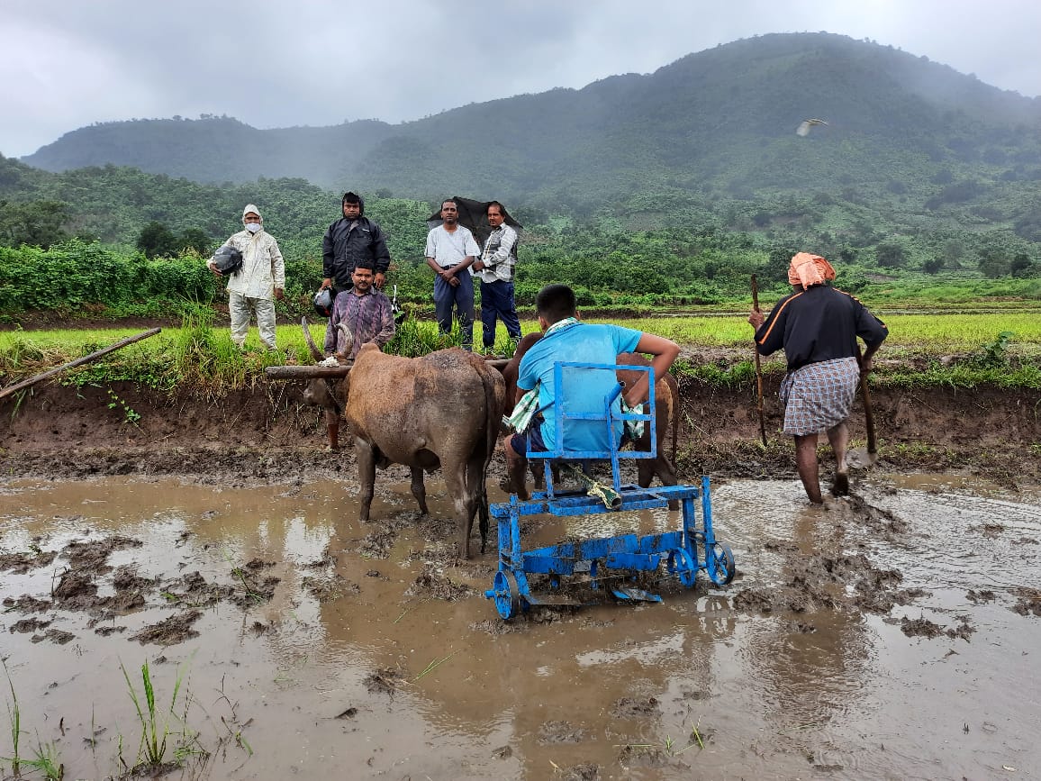 harshatrust's tweet photo. #Puddling is a critical activity of #Paddy cultivation. The Bullock drawn #puddler demonstration in Bissamcuttack Block, #Rayagada technical support guided by #OUAT. https://t.co/EJGzCStbTR