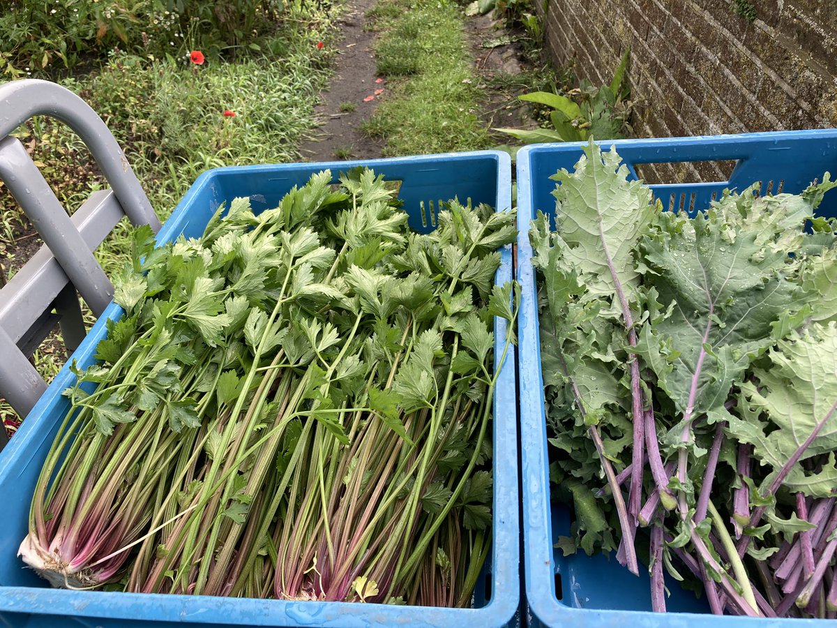 Aan het oogsten voor restaurant Heron en Herberg Boschoord; paarse bleekselderij, Red Russian Kale en nog meer. En vervolgens gaan we oogsten voor de verkoop op de tuinderij vanmiddag. #biologisch #groenten #Maartensdijk #historischemoestuin