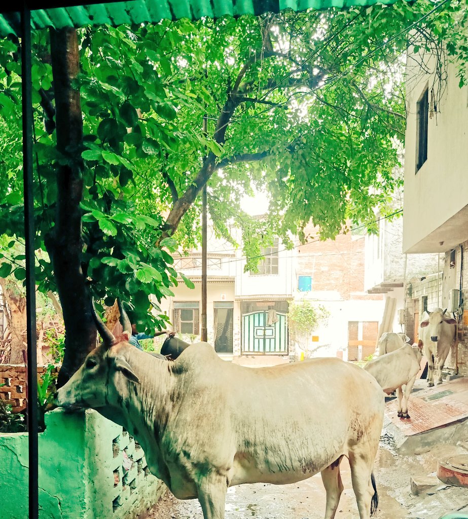 तेज बारिश में आसरा ढूंढ़ती गायें
#animalslover #Cow #गौ #rain #Agra @paras_naresh @AkhilDixit1 @IndiaDainik @DailyhuntApp #WednesdayMotivation @AnimalProtectrs @Cowboycerrone @myogiadityanath @myogioffice @thimanshut @PJournalismNews #photography #PhotoOfTheDay