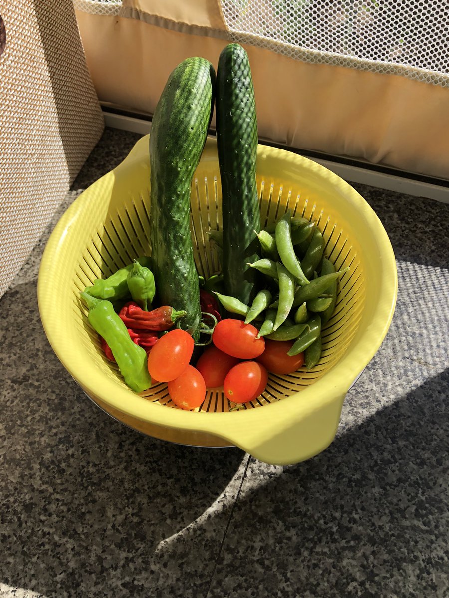 ちょこ 暑いですね この言葉しか子供達も私も出てこない そんな中 子供達はお庭に出てお野菜を収穫 今はこれを使って今日のおやつにすると調理担当の2人が奮闘中 児童デイサービス 放課後等デイサービス 札幌市 夏休み 野菜収穫 発達障害 学習