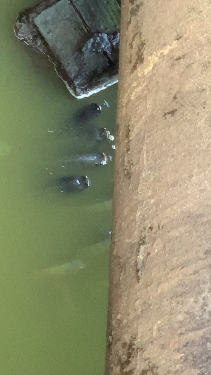 Fabiola🌻 tweet media