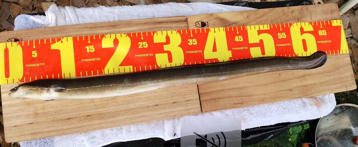 ComeBackDoc's tweet photo. Today is “Doyo-no ushi-no hi” in Japan. It’s a summer tradition to eat unagi (freshwater eel) on this day to maintain stamina during the grueling hot summer. The Master, a fishing enthusiast, loves the taste of unagi.
#unagi #eelday #fooddocumentary #ramenmaster #kabayaki #eel https://t.co/iQH2aRR9DB