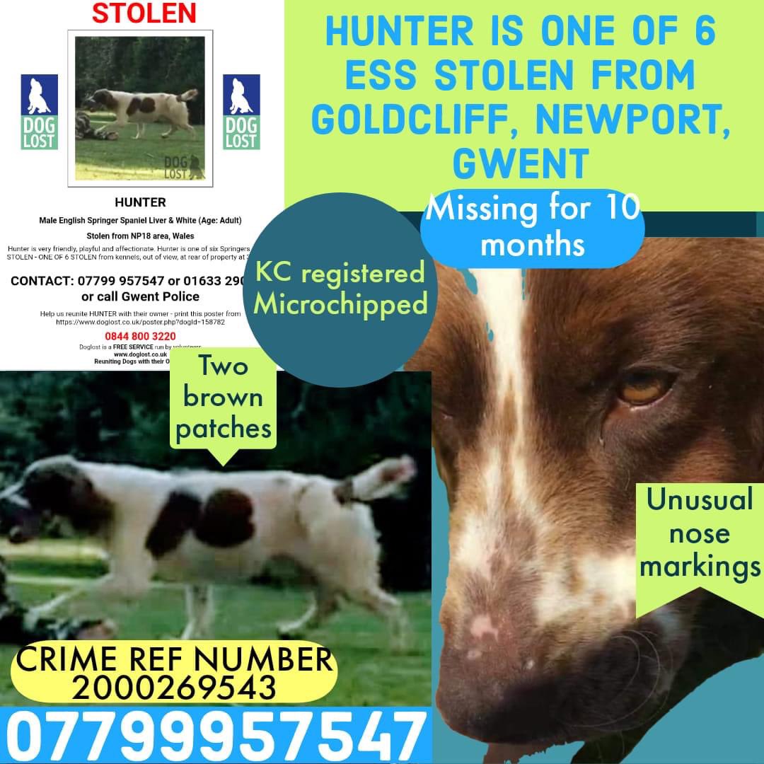 rosieDoc2's tweet photo. #NewportSpaniels #FindHunter
TWITTERSTORM 28/7/21 8-9pm
Male/adult #ESS LIVER&WHITE
Friendly, playful & affectionate
Letโs hope the thieves havenโt broken him....such a lovely boy
Taken from his kennel with his friends WHERE ARE U HUNTER? ๐
https://t.co/GyTEY1wXVz https://t.co/JQFy5ti6EK